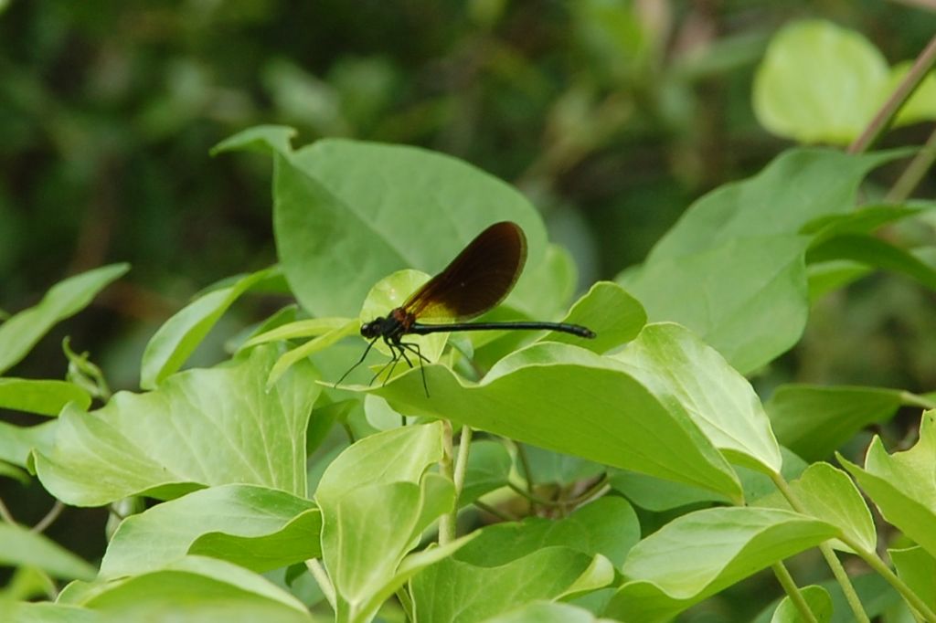 Libellula della Valle dell''Anapo da identificare